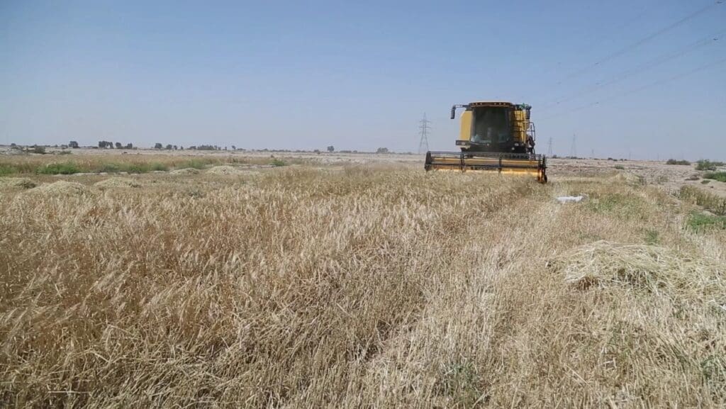 الحصاد في المزارع التي تروى على الانهار