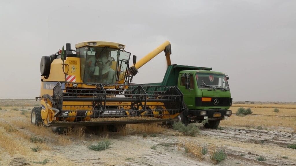 الحصاد في بادية السماوة