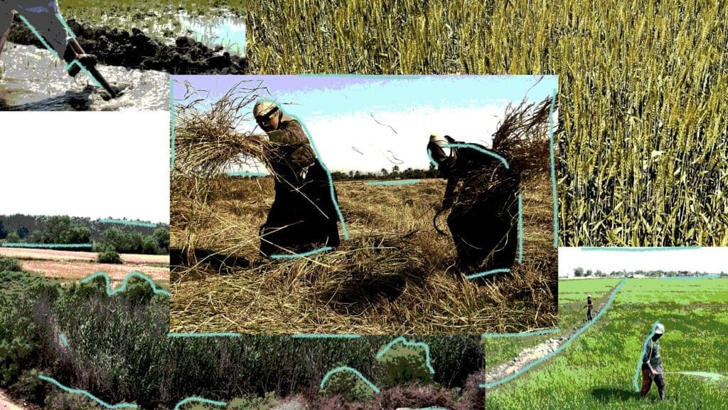 The death of the golden harvest: The Shallaba of Iraq, rice farmers fighting to preserve a disappearing heritage. 